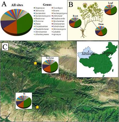 Diversity and Antimicrobial Potential of Cultivable Endophytic Actinobacteria Associated With the Medicinal Plant Thymus roseus